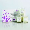 Coffret 3 bougies passion & Mangue - Woodbridge Collection Signature