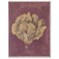 Image "Vintage Lettuce - Merveille de quatre Saisons - Laitue"