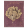 Image "Vintage Lettuce - Merveille de quatre Saisons - Laitue"