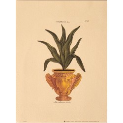 Image Botanique "Agave"