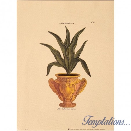 Image Botanique "Agave"