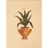 Image Botanique "Agave"