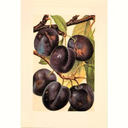 Carte Rossi "Prunes"