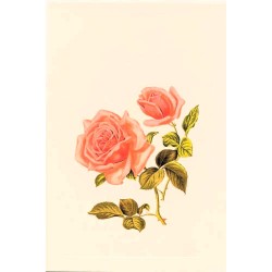 Carte Rossi "Roses Roses"