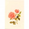 Carte Rossi "Roses Roses"