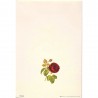 Carte Rossi "Rose Rouge"