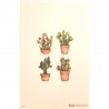 Mini Carte Rossi "Cactus Raquettes"