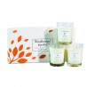 Coffret 3 bougies Ambre & Bois de Santal - Woodbridge Collection Signature