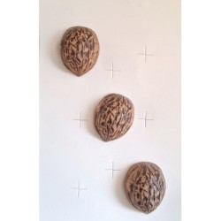 Bouton JHB - Coque de noix